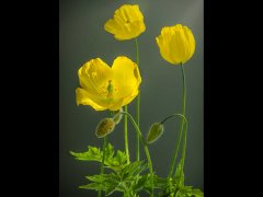 John RobertsWelsh Poppy-Very Highly Commended.jpg